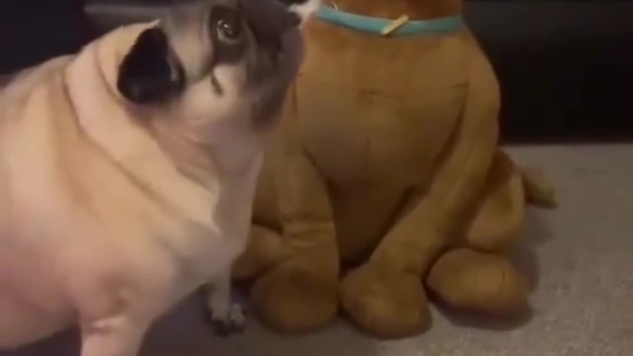 pug and scooby doo doll