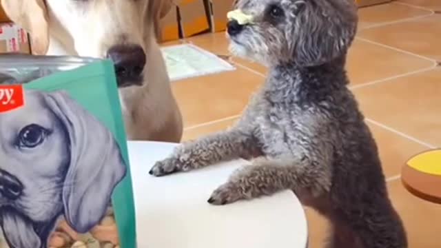 Baby Animals 1 Minutes of Funny Cats and Dogs