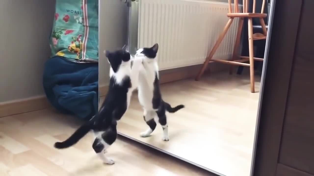 Funny cat at mirror 😄 🤣