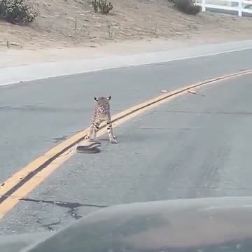 The snake and the cougar fight in the street