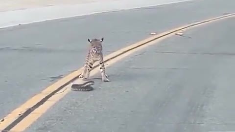 The snake and the cougar fight in the street