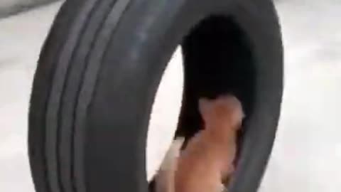 funny cat videos, funny pets 2021