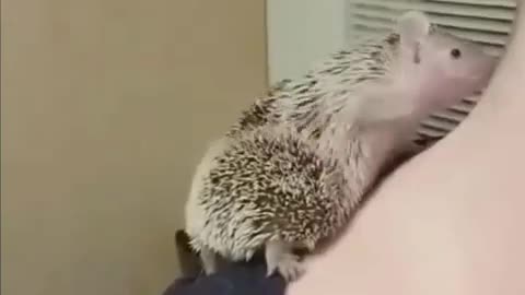 Hedgehog scratches ass