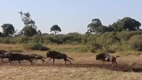 The great Migration