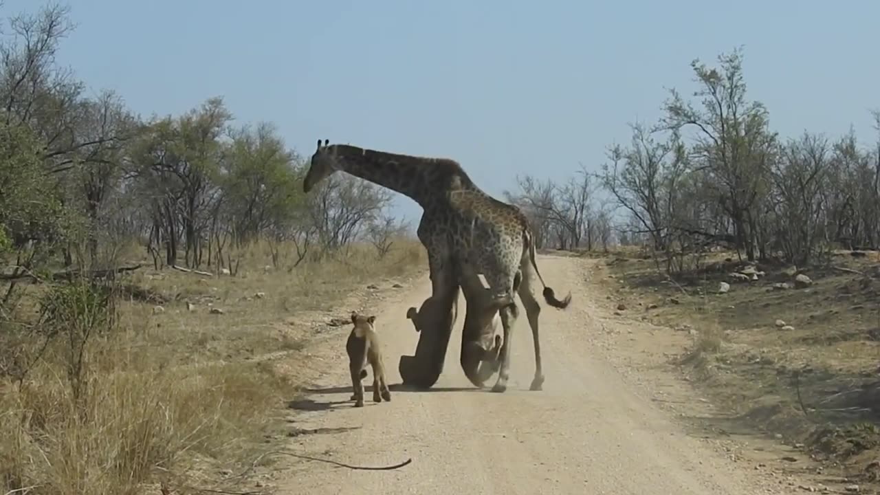 Giraffe Tries to Run Away With 4 Lions Grabbing its Legs