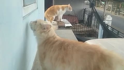 Funny cat