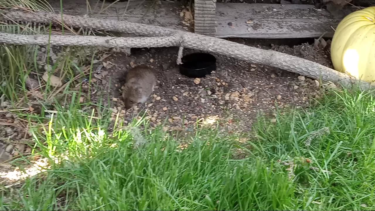 Wild Gerbils Aren't So Camera Shy - Made Paths Through The Grass - Doves & Blackbirds Visit