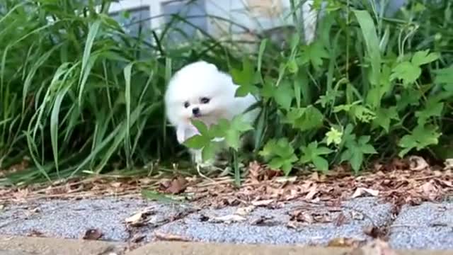 Ultimate Baby Dog- Cute And Funny Dogs video