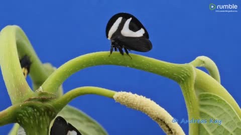 Tree hoppers, Membracis foliata c-album from Ecuador