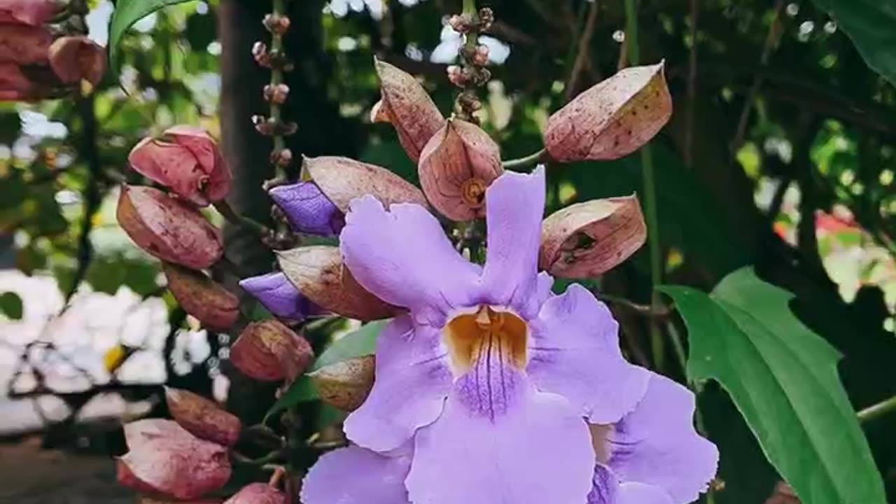 Orchids lovers #viral #orchid #orchidcare