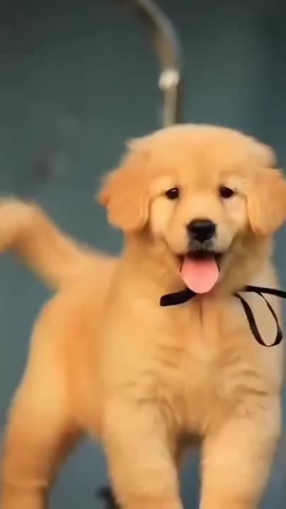 Cute Puppies Howling Compilation 2022 [Cuteness Overload]