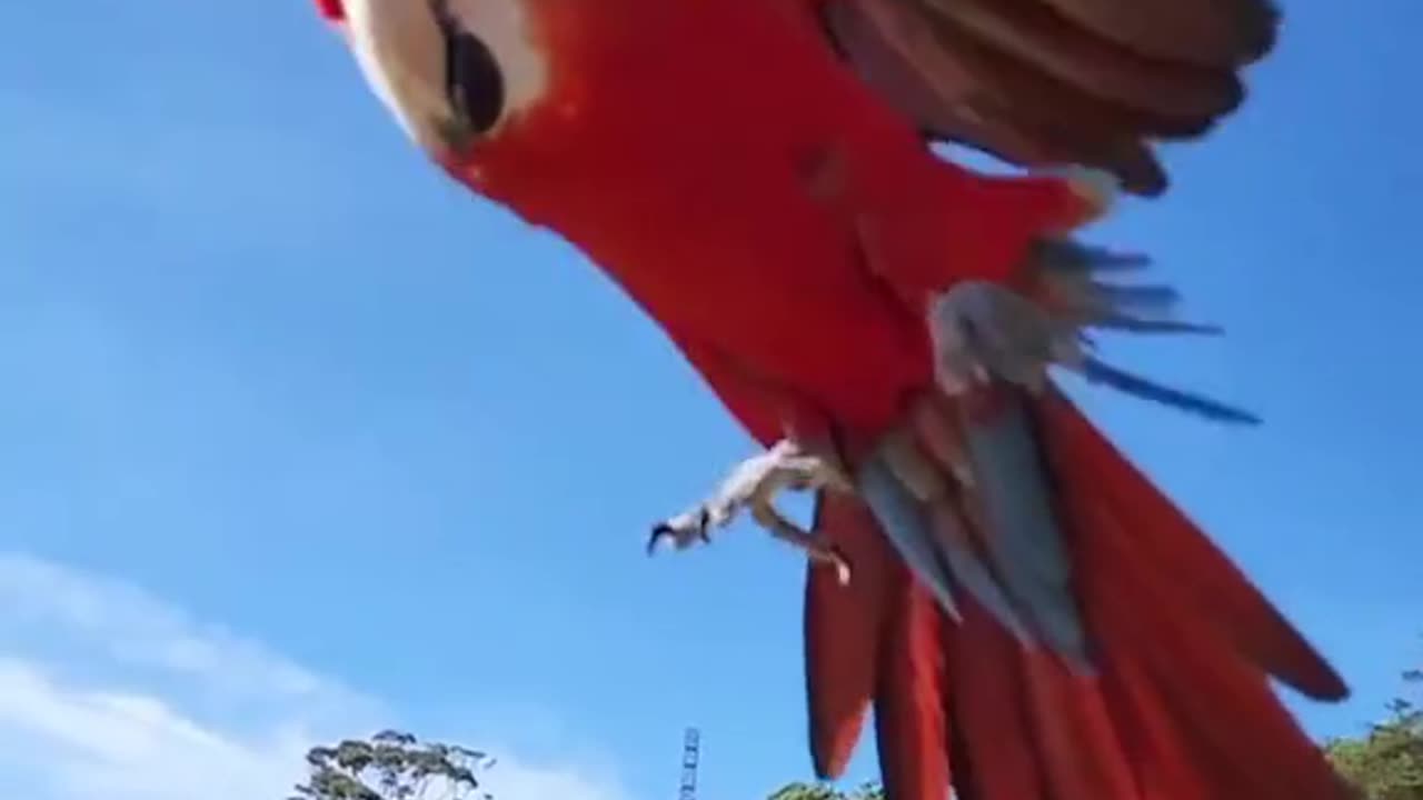 Maccow parrot beauty