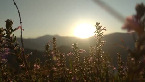 Beautiful Sunrise The Flowers NO COPYRIGHT VIDEO Nature