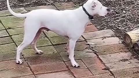 Dog Discusses Life with His People