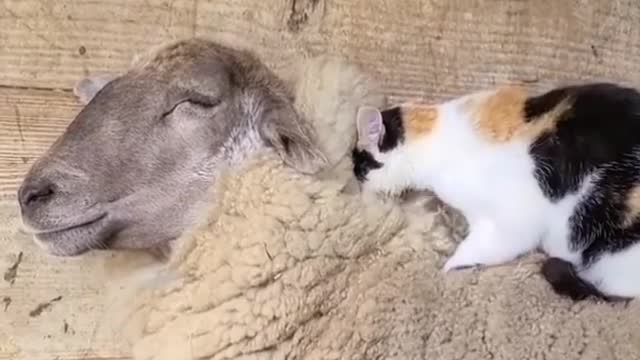 Cat massage sheep