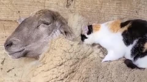 Cat massage sheep