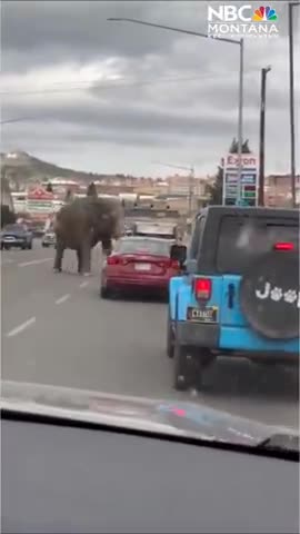 An Elephant on loose in Butte Montana...Whats Wrong to make the Elephant run