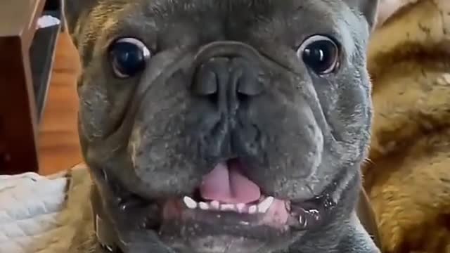 funny dog ​​playing excited!!