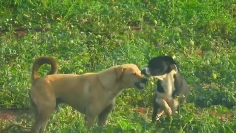 DOG FIGHT --- Stray Dogs Fooling Around The Country Side