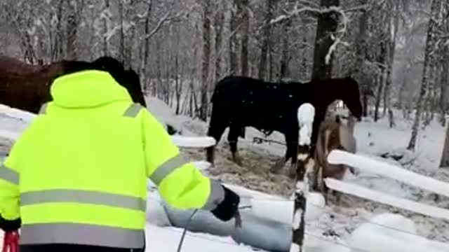 The horses on the snow