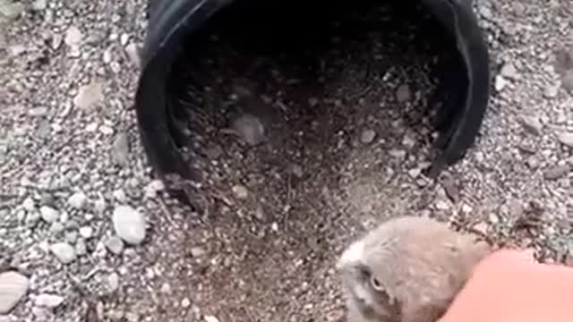 Человек спасает стаю птиц маленьких сов.