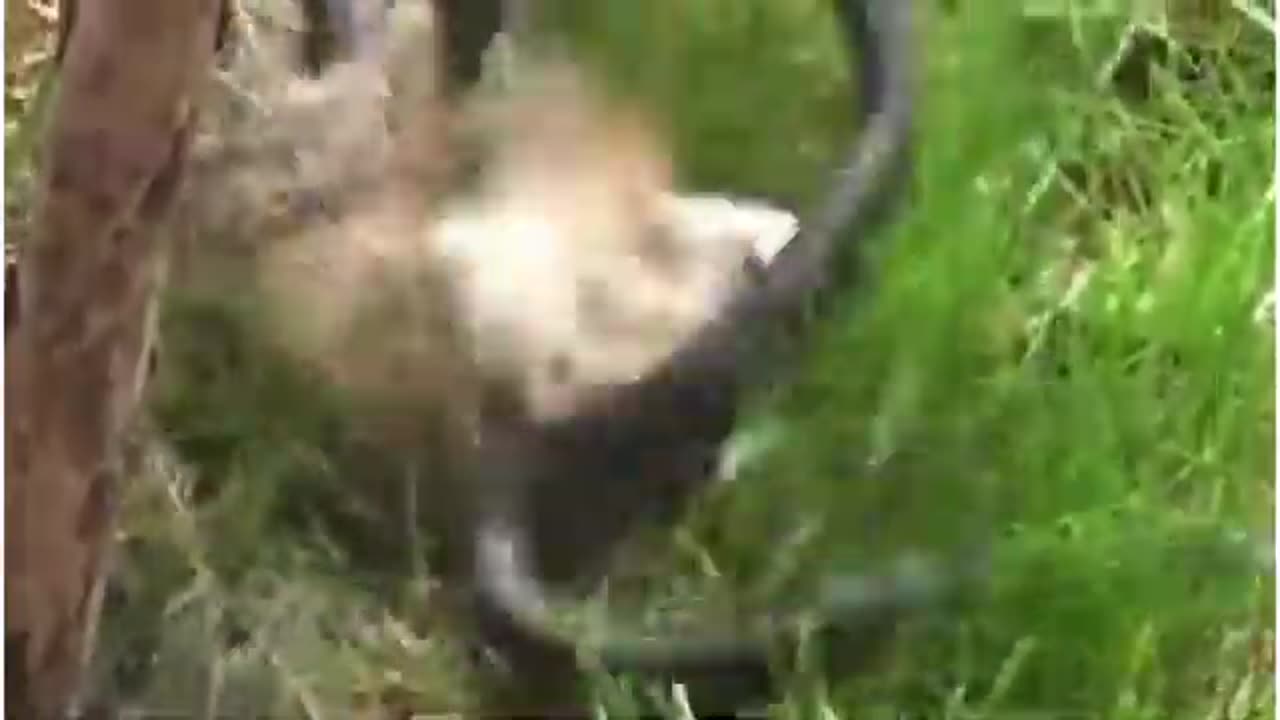 SNAKE FIGHT WITH MONGOOSE ! SNAKE FIGHT WITH OTHER ANIMALS ! WILD ANIMAL FIGHTING !!!!