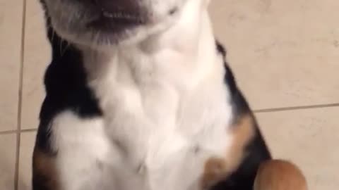 Black and white dog tries to roll over on kitchen floor but fails