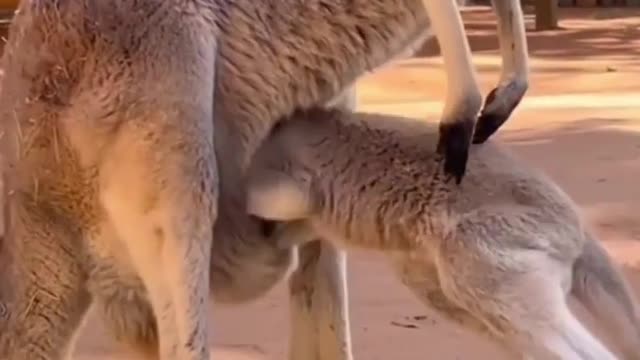 Kangaroo baby finally succeeds