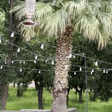 Gratitude Hummingbirds