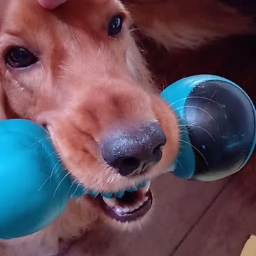 Entertainment dog, cute, viral, Subscribe to my channel, like, share,