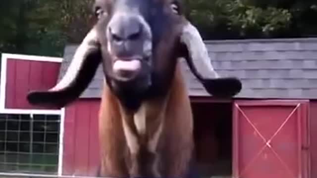 Retarded Goat