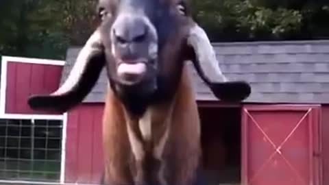 Retarded Goat