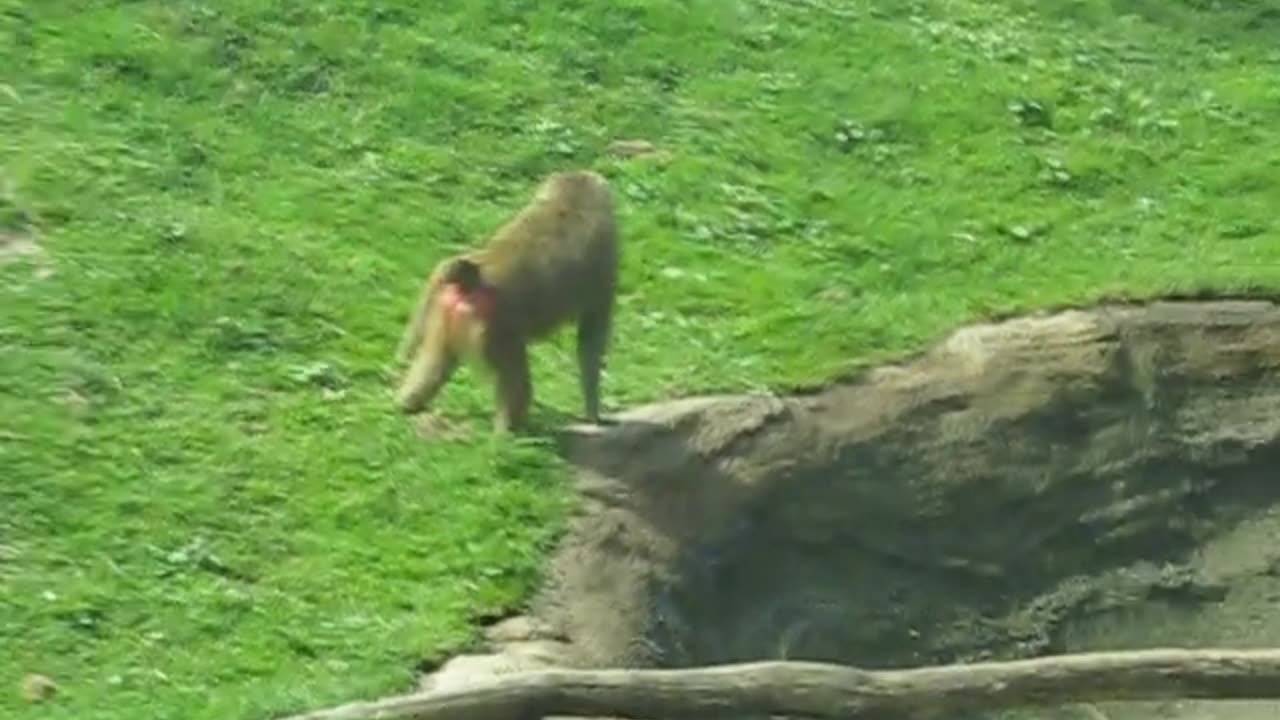 Monkeys sex funny try not to laugh