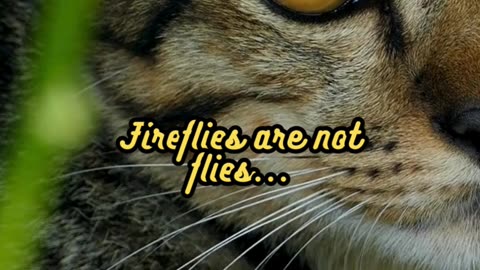 Animal Facts Firefly Classification #shorts