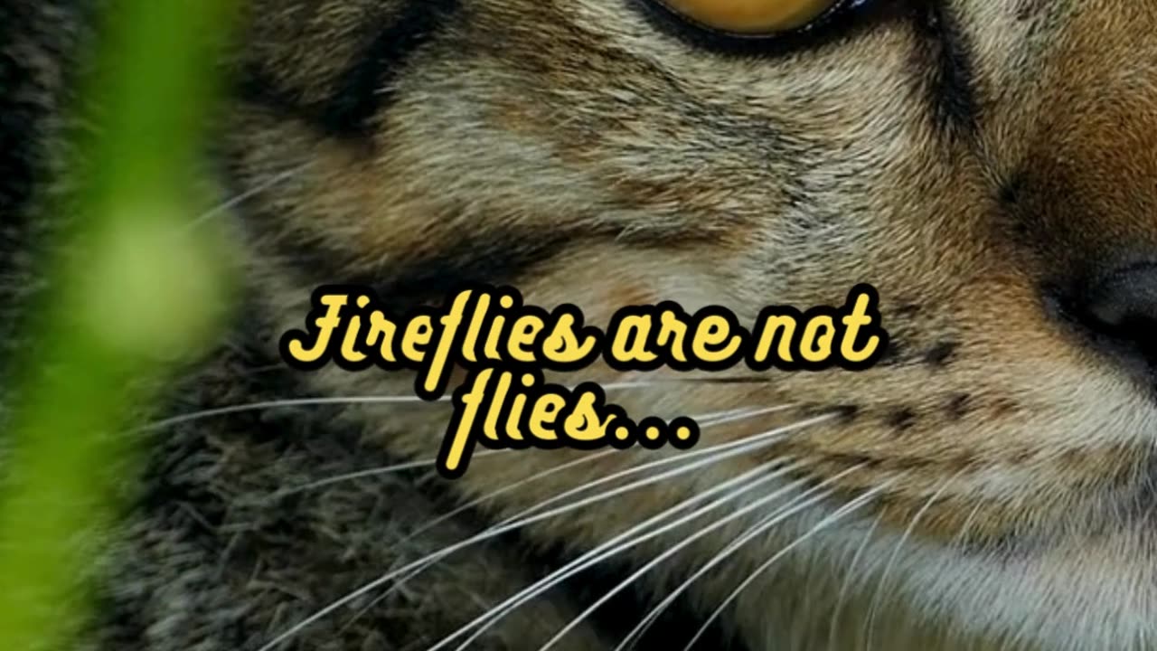 Animal Facts Firefly Classification #shorts