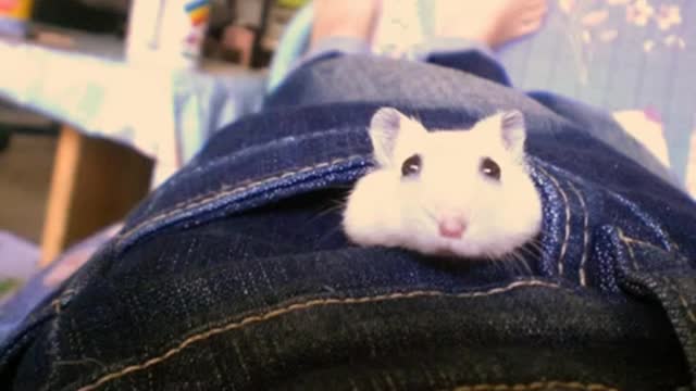 The Best Hamsters - Original, Edited, Animated and Built - Will Definitely Make You Laugh