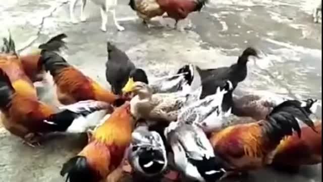 Chicken v/s dog fight