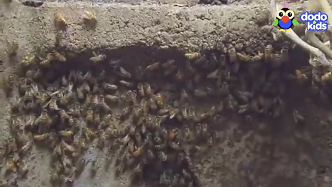 Bee Lovers