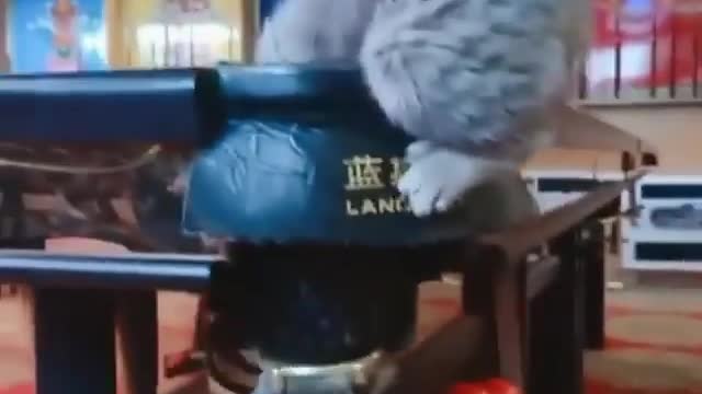 funny cats and dogs compilation I dare you to laugh.