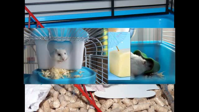 Hamster videos you will love