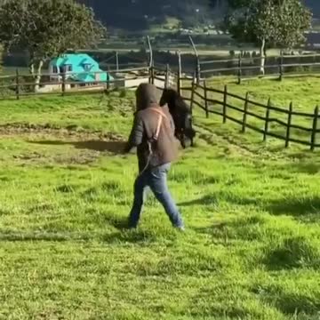 The most beautiful horse in the world