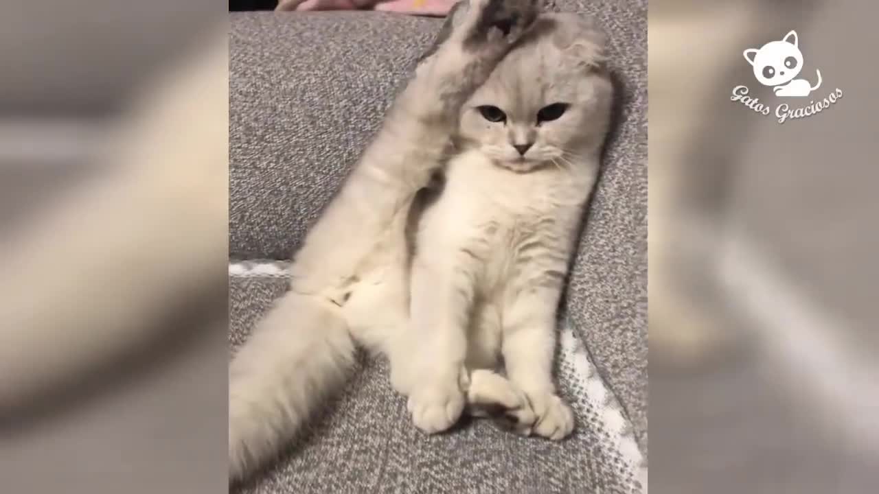 cute and funny cats jumbled