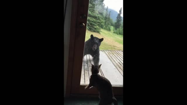 Cat versus bear gif video