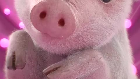 Cute Little Pig 3