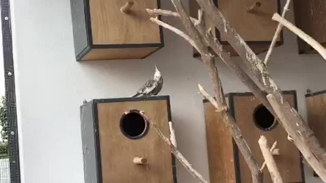 Funny Parrots and Cute Birds Compilation 2021 🙏❤️🦜