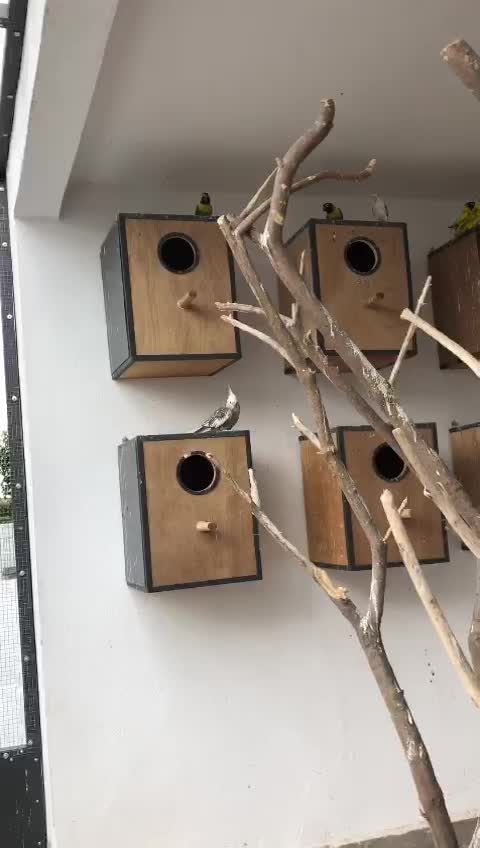 Funny Parrots and Cute Birds Compilation 2021 🙏❤️🦜