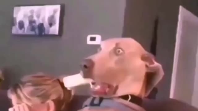 A dancing dog