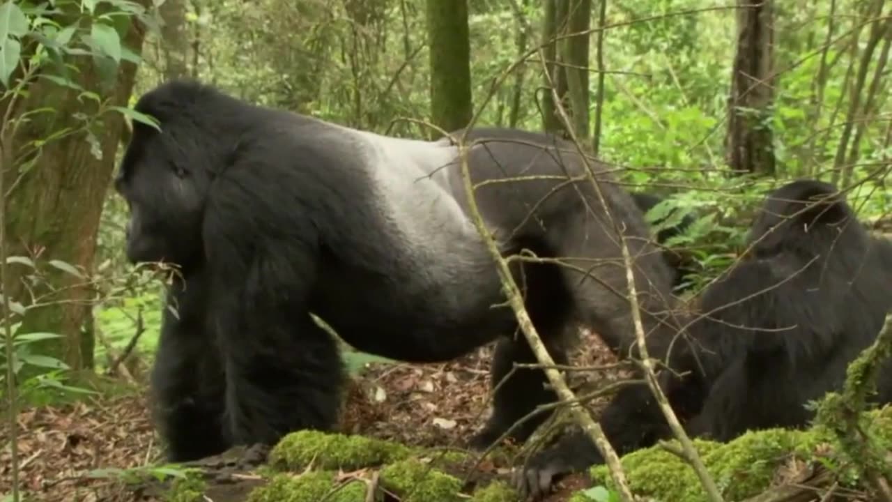 Gorilla Love Triangle Twijikes Wild Pursuit for Love