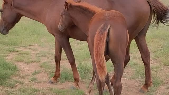 My filly, Aiko