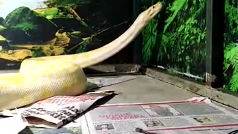 Pyton Albino